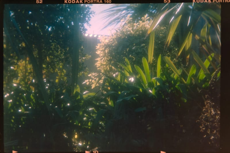 Picture of plants, trees taken on Kodak Brownie camera.
